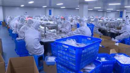 燃起来 | “虎”力全开 生物制品生产的“开工即决战”之路