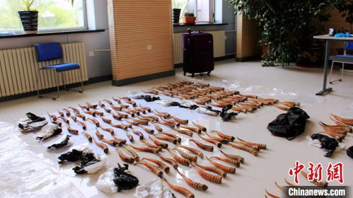 黑龙江破获特大由俄入境珍贵动物制品走私案 生物制品的生产