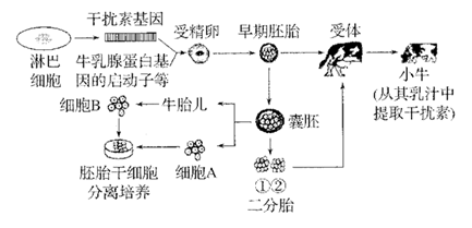 基因工程技术的突破 利用微生物规模化生产干扰素